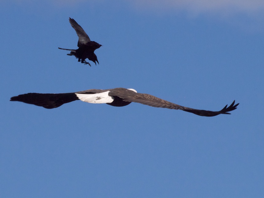 Crow Attacking Bald Eagle in Seattle