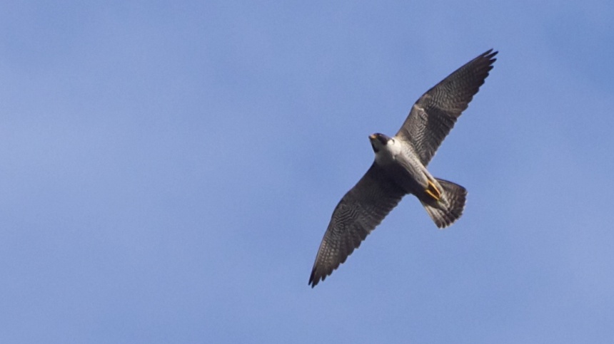 Peregrine Falcon in Flight