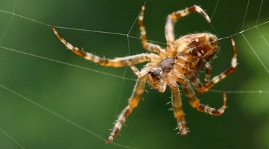 spider385