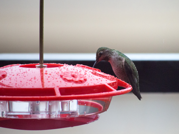 A Makeshift Hummingbird Feeder Heater Ingrid Taylar Foto