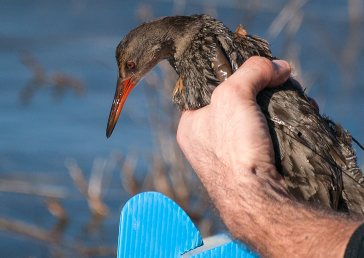 Post image for Re-Capturing the Clapper Rail