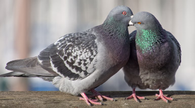 Thumbnail image for She’s a Hum Dum Dinger Pigeon