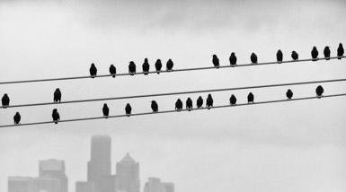 Thumbnail image for Seattle Birds on a Wire