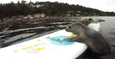Thumbnail image for On a happier note … Surfin’ Seals!