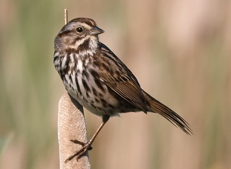 Post image for How Many Songbirds Didn’t Have to Die?