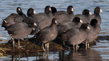 Thumbnail image for American Cootville – Seattle Style