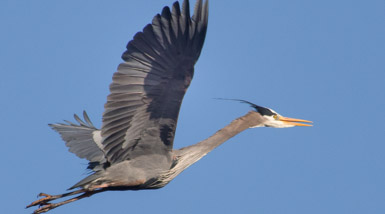 Thumbnail image for Herons + Friends With Totipalmate Feet
