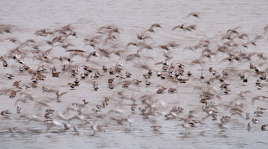 Thumbnail image for Birds Flying High … You Know How I Feel