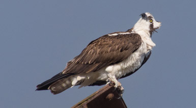 Thumbnail image for Welcome Back, Osprey!