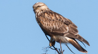 roughleggedhawk385