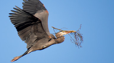 Thumbnail image for Great Blue Resilience