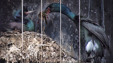 Thumbnail image for A Pelagic Housewarming Gift