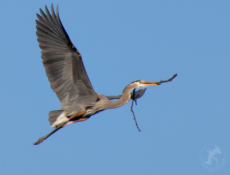 Great Blue Resilience Ingrid Taylar Foto