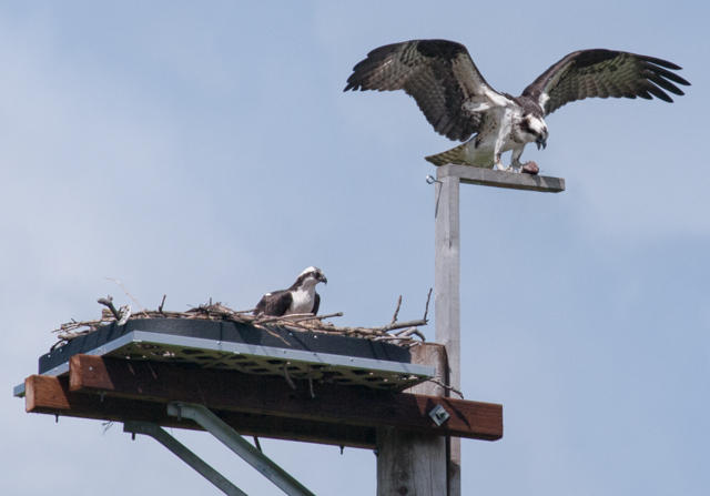 Duwamish Osprey pair on Seattle nesting platform