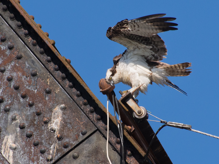 Osprey at Ballard Locks