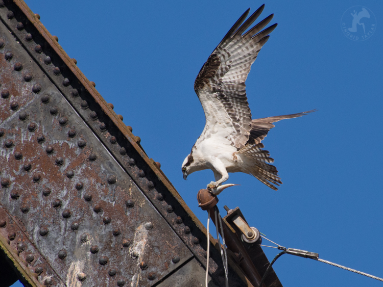 Osprey on Railroad Bridge at Ballard Locks