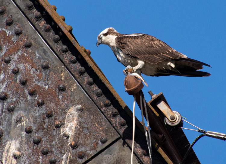 Osprey Napping with Fish in Seattle