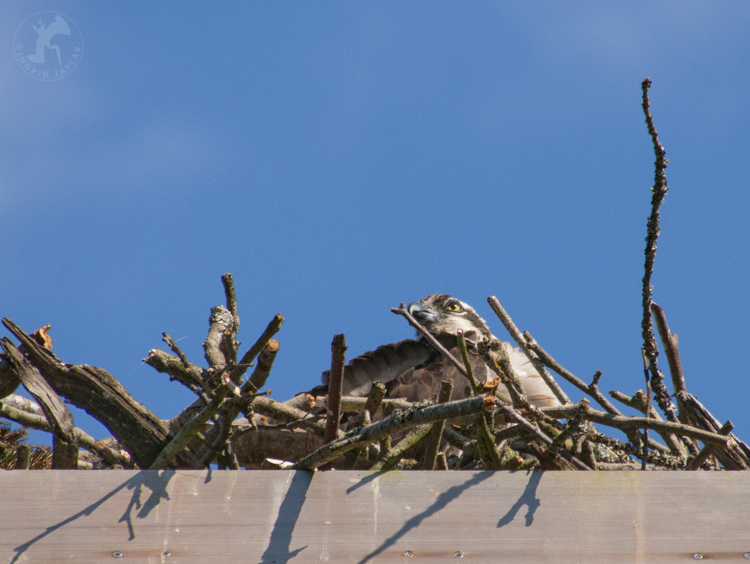 Osprey on nest at Ballard Locks