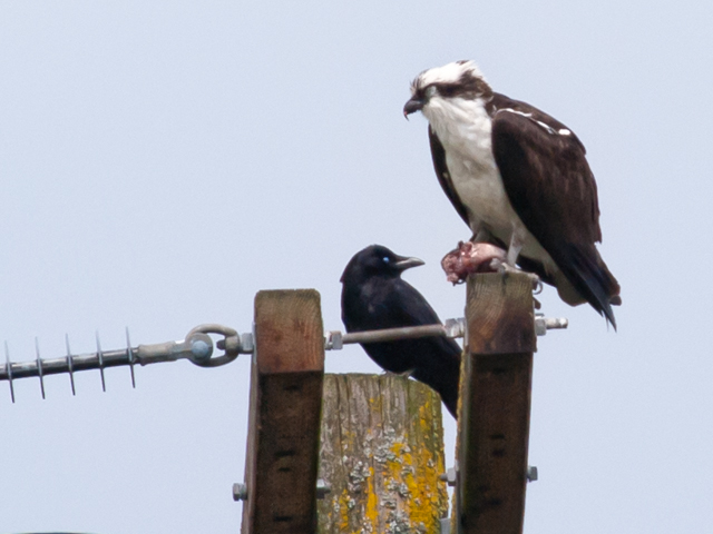 Osprey with fish and interested crow