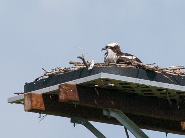 Female Osprey on Duwamish nesting platform