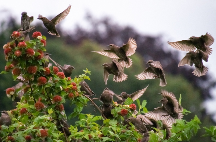 Class of 2012 Starlings - ©ingridtaylar