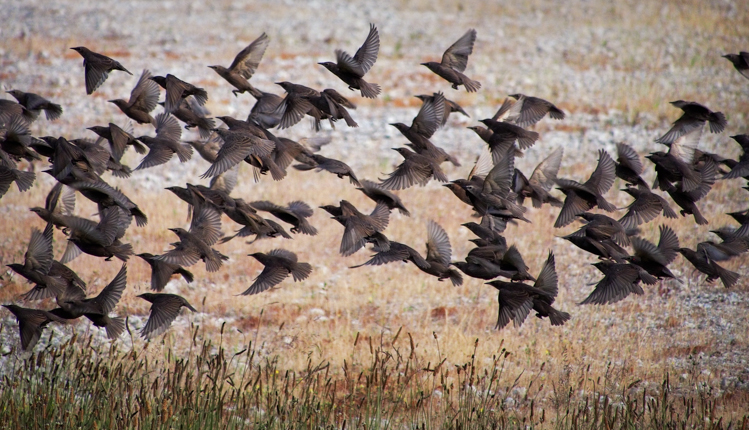 Class of 2012 Starlings - ©ingridtaylar
