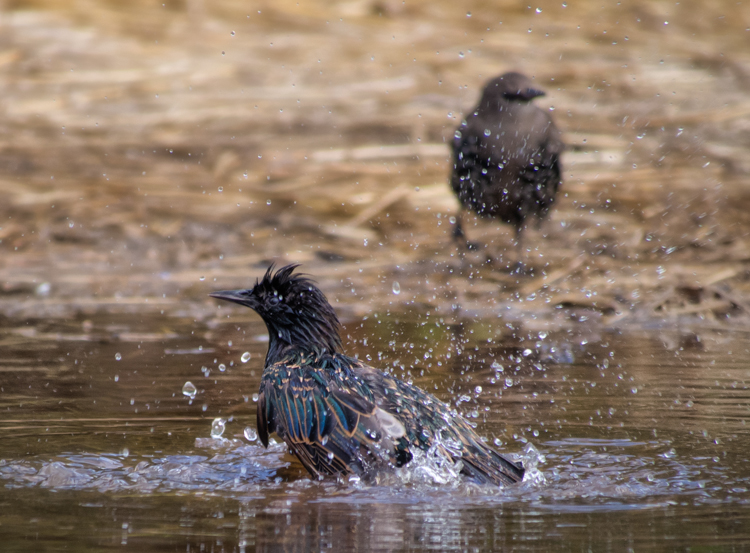 Starling Bath - ©ingridtaylar