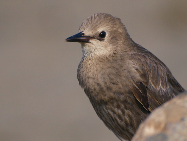 Juvenile Starling - ©ingridtaylar
