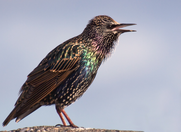 Starling Singing in Seattle