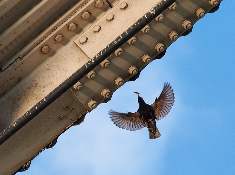 Starling bringing food to nest