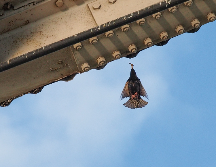 Starling on Approach - ©ingridtaylar