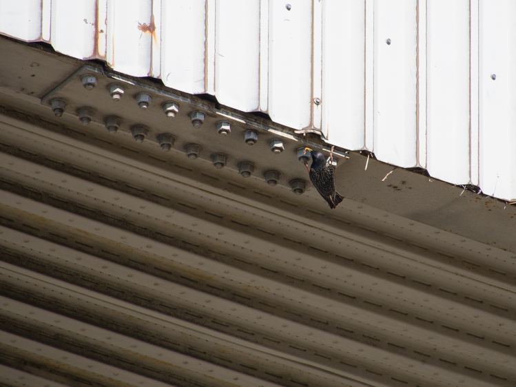 Starling Habitat - ©ingridtaylar