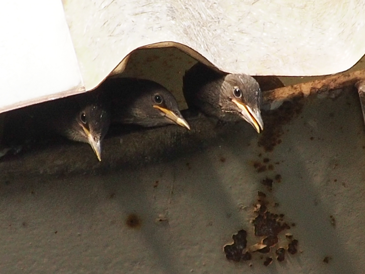 Starling Nestlings - ©ingridtaylar
