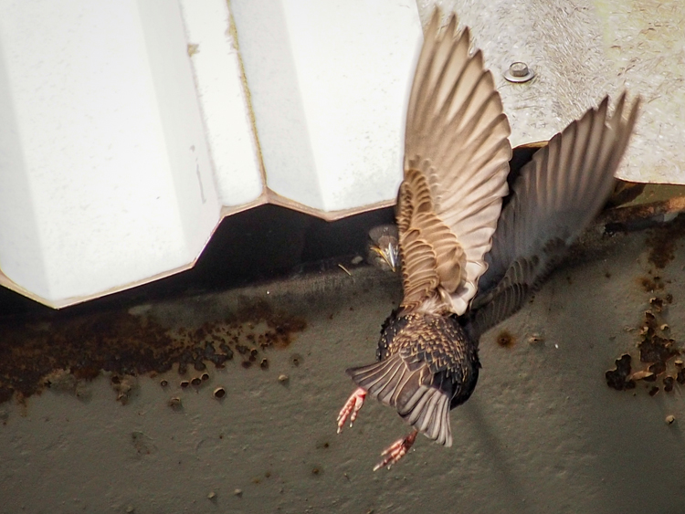 Starling Feeding Nestling - ©ingridtaylar