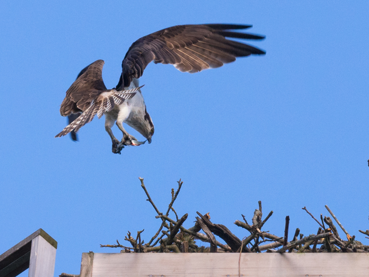 Meal Delivery