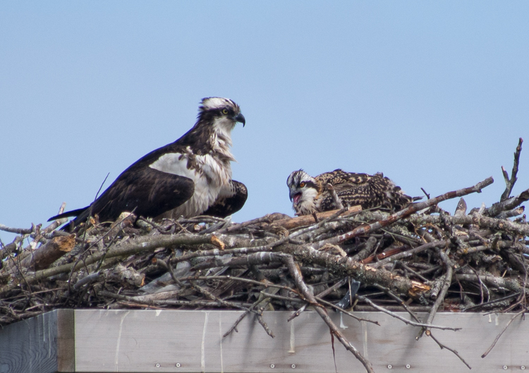 Osprey Mama + Chick - ©ingridtaylar