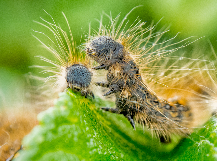 Malacosoma californicum in Washington