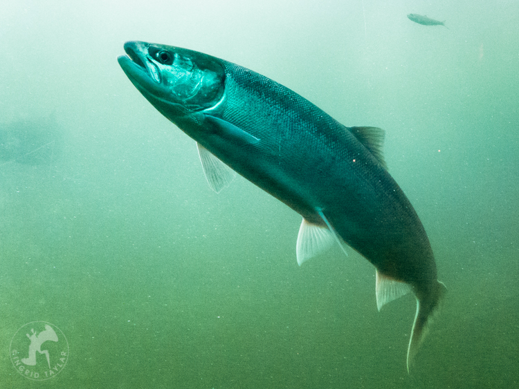 Sockeye Salmon Run in Seattle