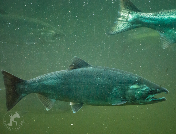 Chinook Salmon at Ballard Locks