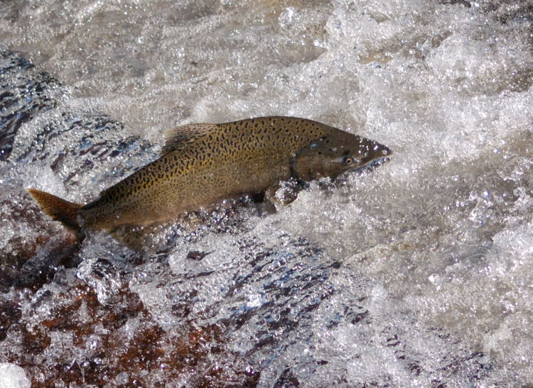 Salmon Spawning in Issaquah