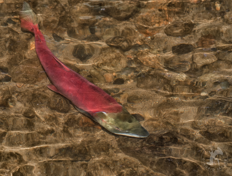 Red Sockeye Salmon in Washington
