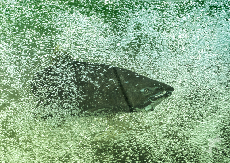 Tiny Bubbles - ©ingridtaylar