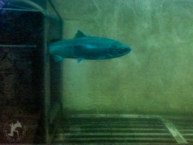 Sockeye at 18th weir Ballard Locks