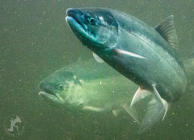 Sockeye Salmon at Hiram M. Chittenden Locks