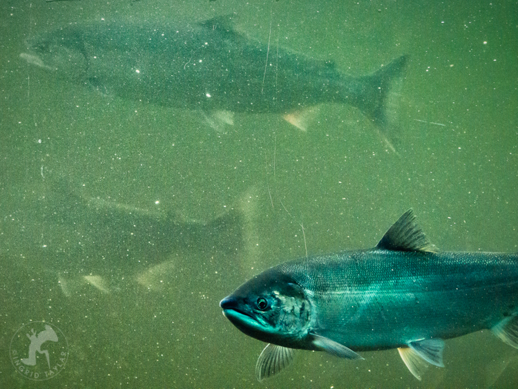 Sockeye Salmon at Ballard Locks Seattle