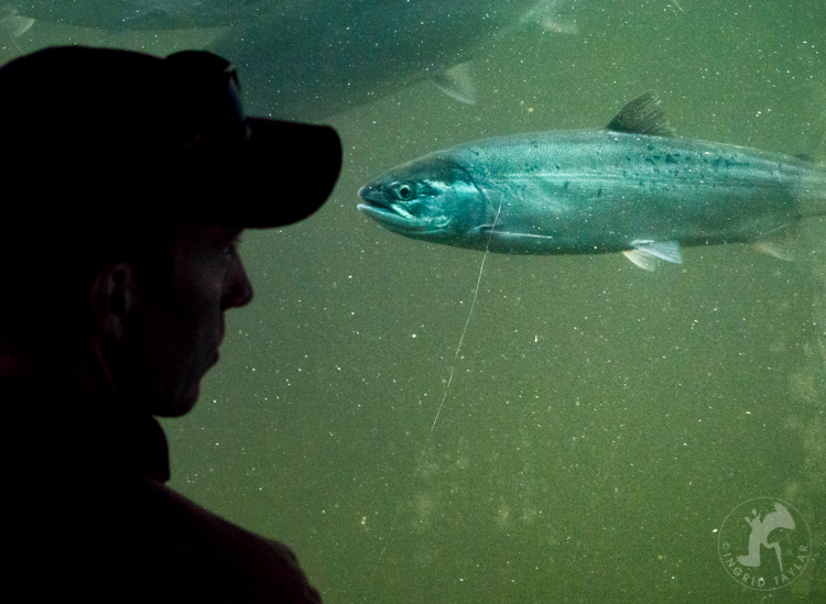 Viewing Window at Ballard Locks Fish Ladder