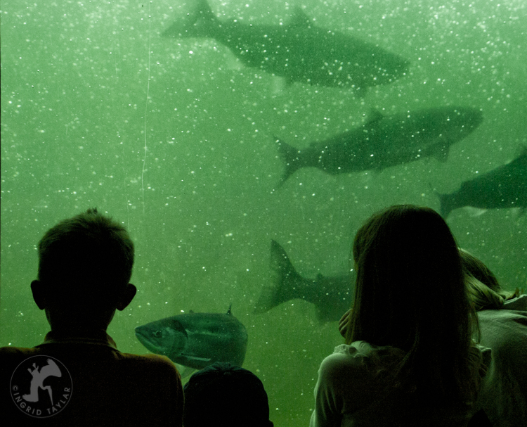 Children Viewing Salmon at Ballard Locks
