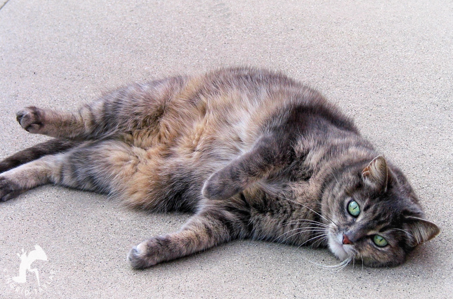 Sweet Jacques