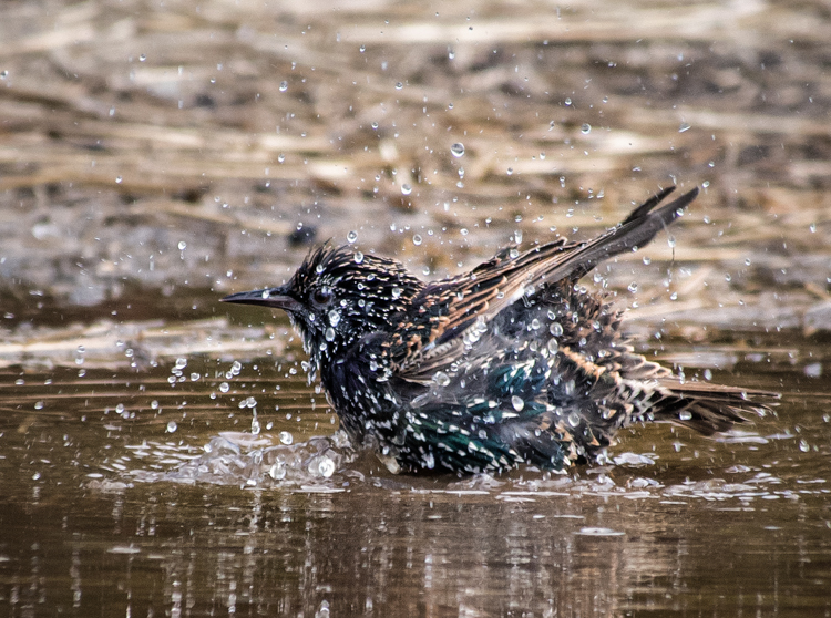 Olympus Micro Four Thirds for Wildlife Photography Wildlife