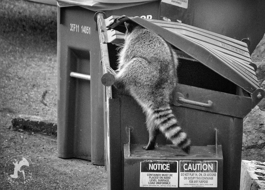 raccoon1.jpg